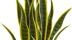 Aplica 3 cucharaditas de este ingrediente de cocina para activar tu Sansevieria y atraer la prosperidad