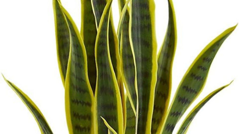 Aplica 3 cucharaditas de este ingrediente de cocina para activar tu Sansevieria y atraer la prosperidad