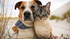 Descubre el motivo por el que nos gusta acariciar a los gatos y perros, según la ciencia