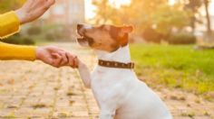 Conoce el truco de veterinarios para saber si un perro es zurdo o diestro	