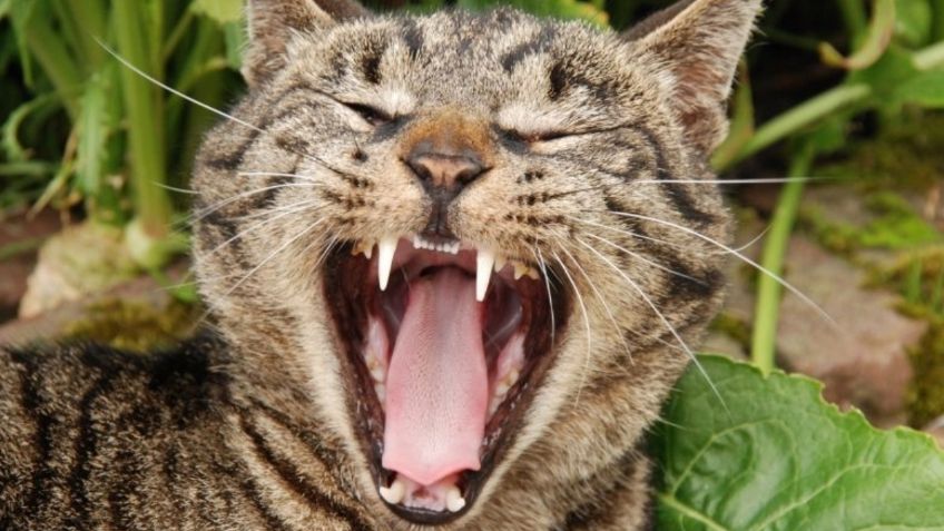 ¿Pequeños depredadores? Los gatos habrían colaborado en la extinción de algunas especies