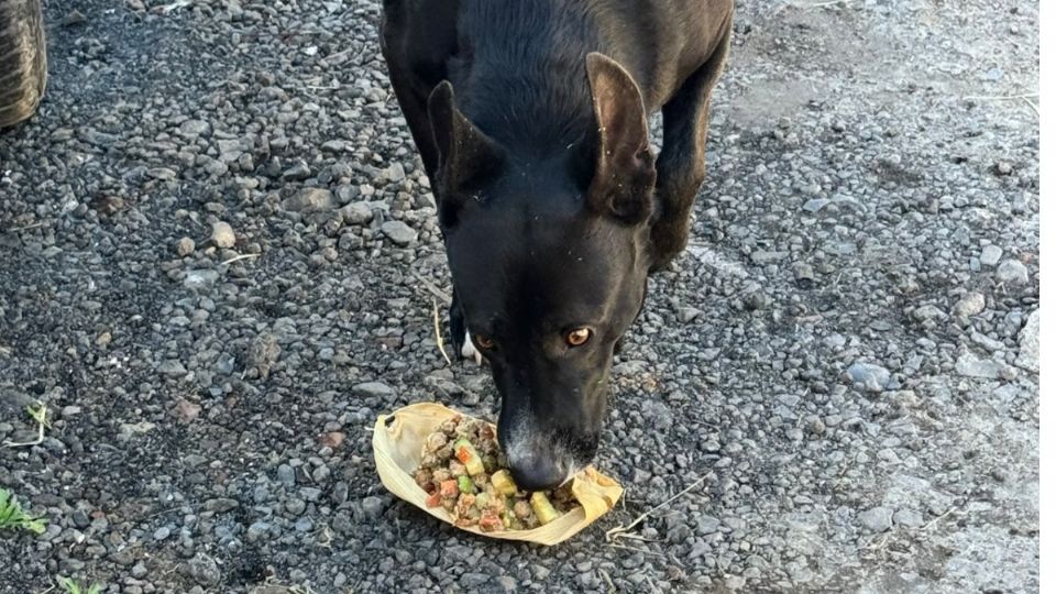 Perritos reciben comida de una asociación