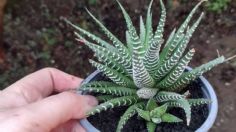 5 cactus bonitos que son fáciles de cuidar y sirven para adornar el interior de la casa