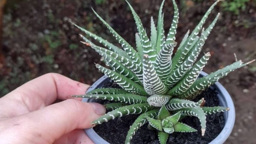 5 cactus bonitos que son fáciles de cuidar y sirven para adornar el interior de la casa