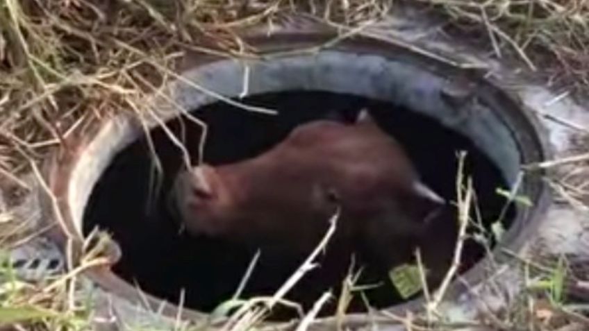 Una vaca se cae a un registro de la CFE, así fue su rescate en Veracruz