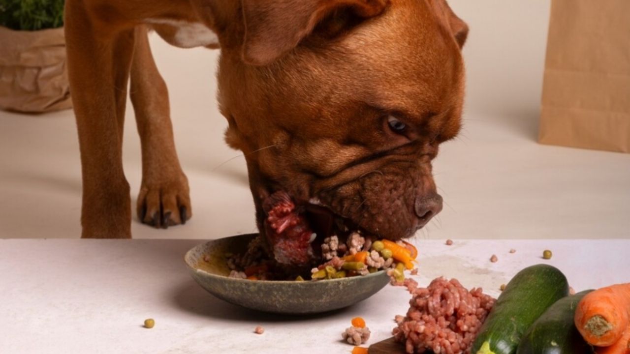 la carne de res puede causar alergias en los perros