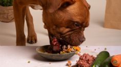 Lomitos saludables: ¿los perros no pueden comer carne de cerdo?