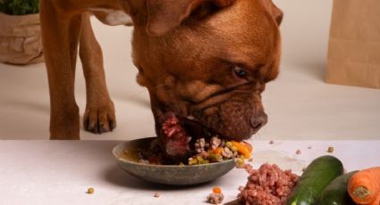 Lomitos saludables: ¿los perros no pueden comer carne de cerdo?