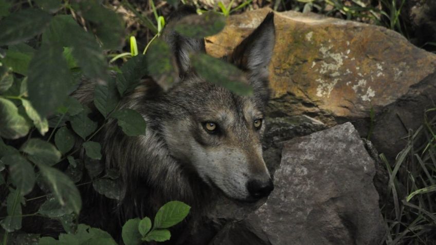 Bebé de tres meses muere al ser atacado por un lobo que su familia tenía de mascota