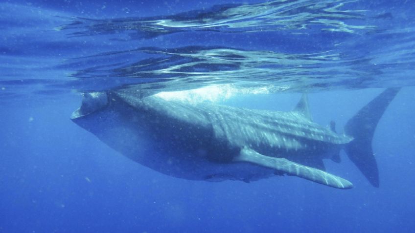 Esta es la polémica razón por la que Japón permitirá la caza de ballenas