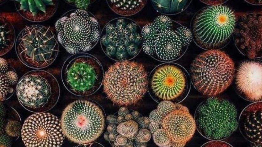 5 suculentas y cactus fáciles de cuidar que puedes tener como decoración dentro de tu hogar