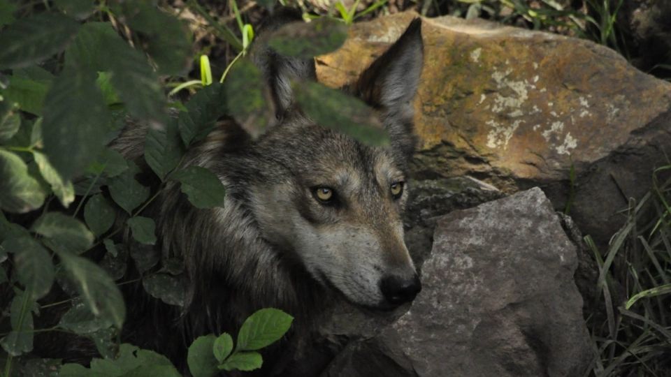 Las autoridades quieren regular este tipo de animales como mascotas.