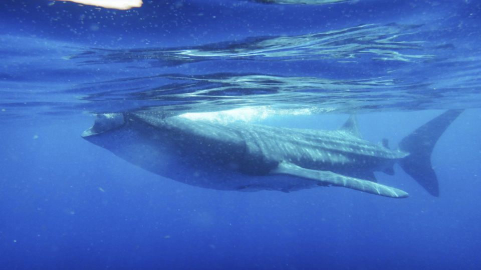 Los ataques de los tiburones son extremadamente raros, según los expertos.