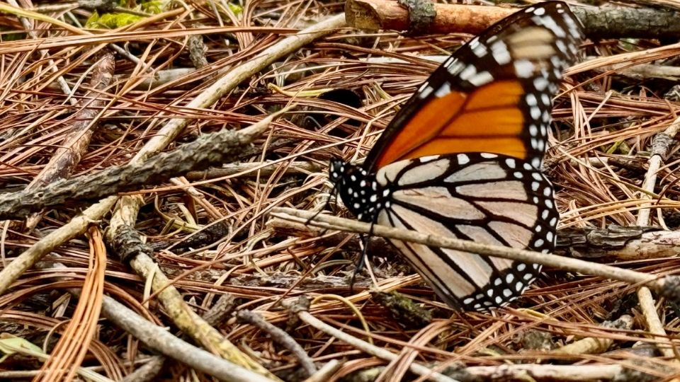 Mariposa Monarca llega a Michoacán en temporadas de invierno