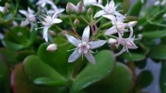 Así puedes hacer florecer tu Árbol de Jade con este residuo