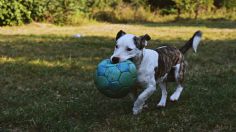 ¿Cómo cansar a un perro con mucha energía? 3 actividades que puedes hacer desde casa