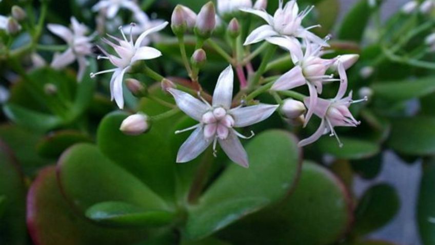 Así puedes hacer florecer tu Árbol de Jade con este residuo