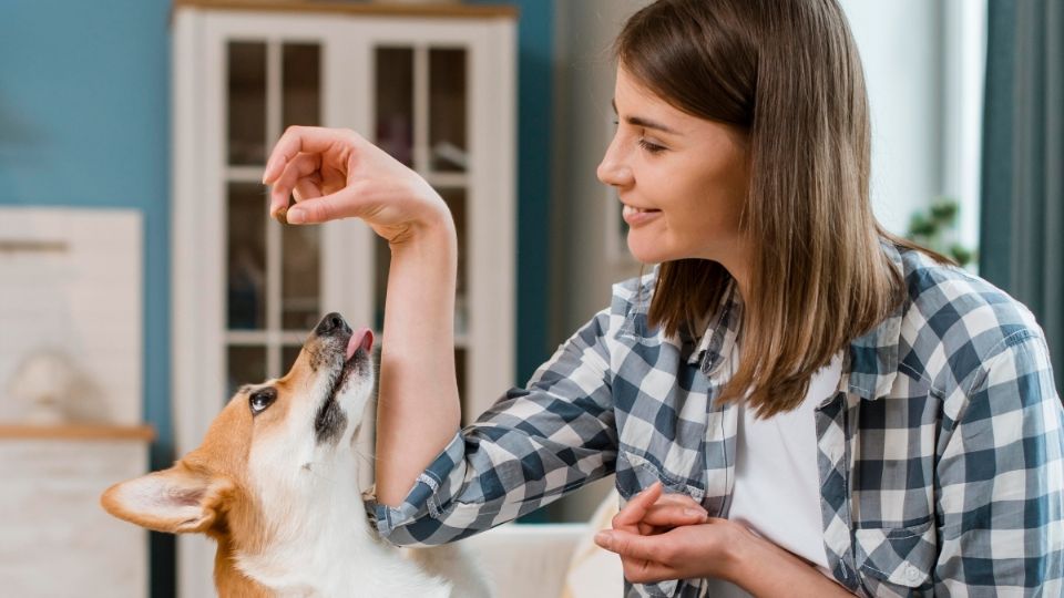 Consulta siempre con tu veterinario de cajón.