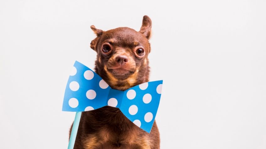 Mascotas: así puedes enseñarle a tu perro que pose para selfie