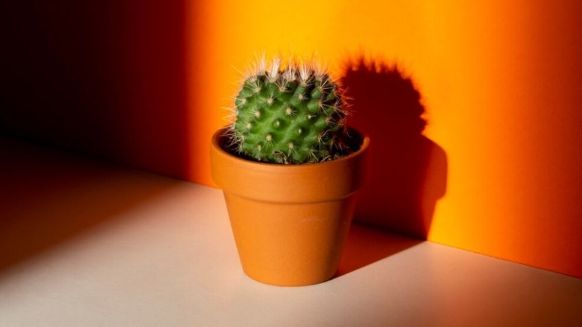 5 cactus que necesitan poca luz y que adornan perfecto cualquier cuarto de la casa