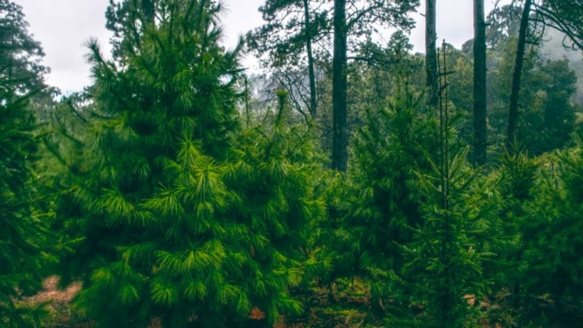 ¿Por qué es mejor comprar un árbol de Navidad en plantaciones autorizadas?