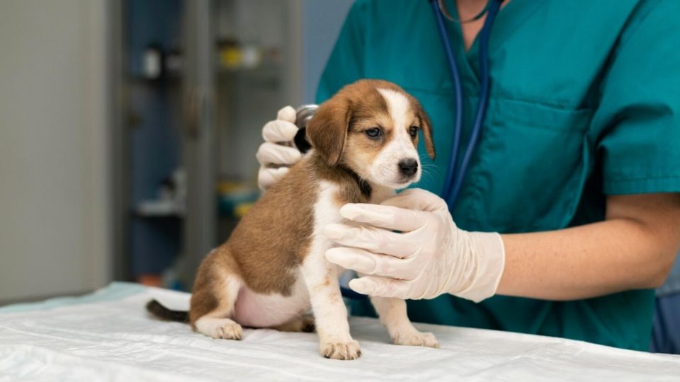 Con esta iniciativa se busca ayudar con los gastos de los animales de compañía