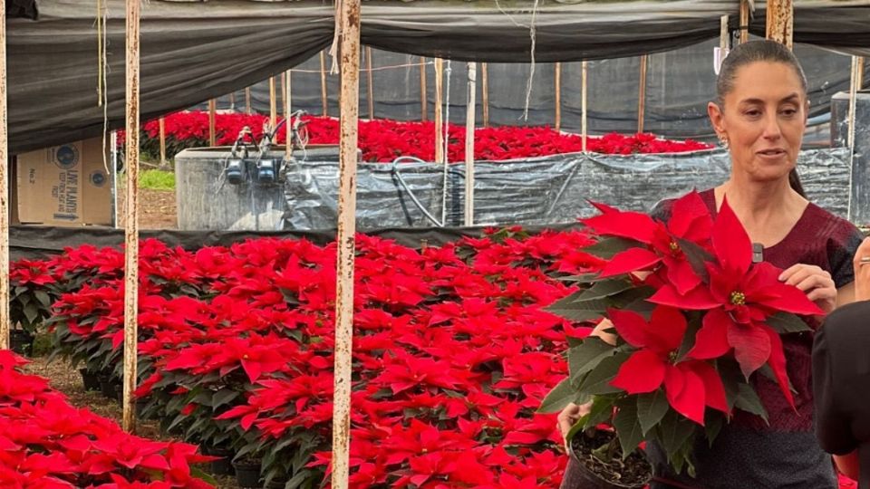 El 8 de diciembre se celebra el Día Nacional de la Flor de Nochebuena.