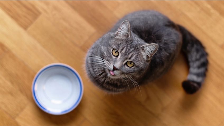 ¿Le puedo dar leche a los michis? Conoce tres mitos sobre la alimentación de los gatos