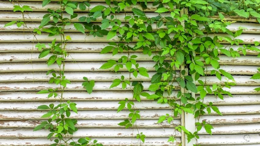 Plantas trepadoras: 5 razones para no ponerlas en tu casa o jardín