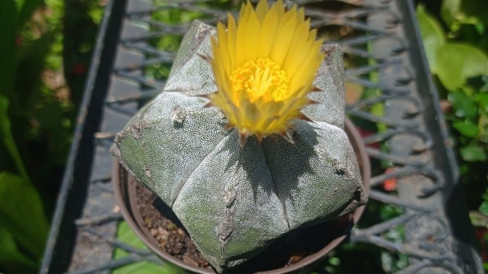 Estas plantas son seguras para tener adentro de casa