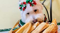 Día de la Candelaria: una panadería lanza los tamales para mascotas justo este 2 de febrero