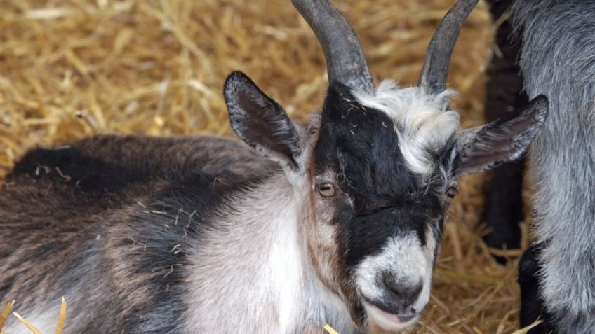 Inaudito: Zoológico de Guerrero cocinó a cuatro cabras pigmeas para su fiesta de fin de año