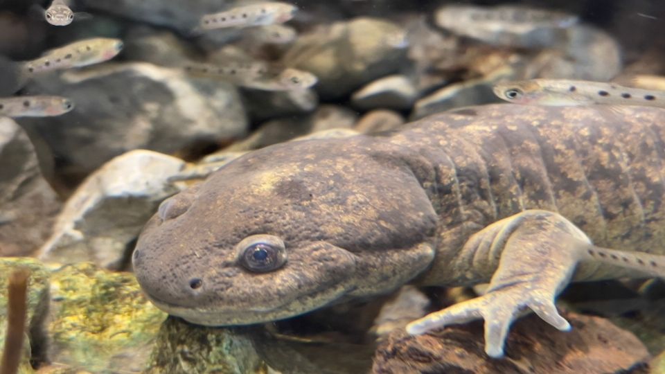 Especie de ajolote que se conserva en el Anfibium