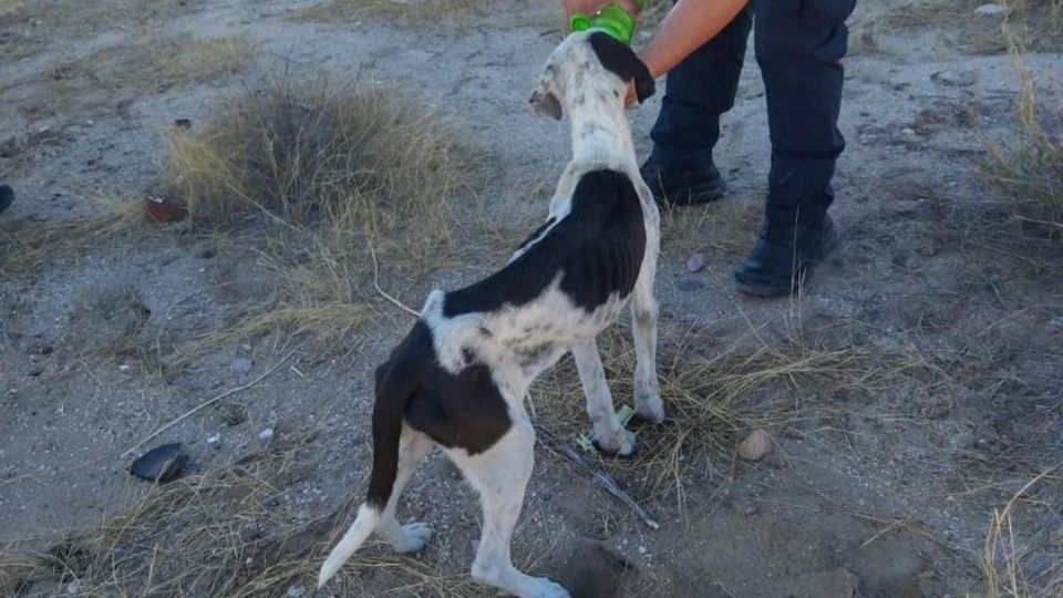 Después de algunos minutos de maniobras, lograron rescatar al animalito, el cual se encontraba en un estado de desnutrición y evidente pánico