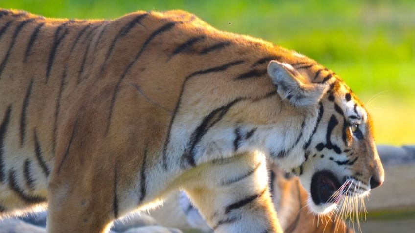 Matan a tigre que se había fugado de la antigua hacienda de Pablo Escobar