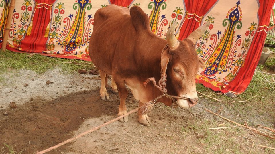 Las vacas son animales protegidos en la India