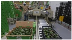 Crece 44% comercio agroalimentario entre México EU