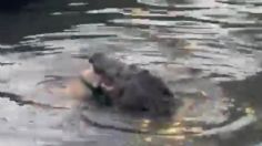 FUERTE VIDEO | Un cocodrilo captura y devora a un perrito en la Laguna del Carpintero