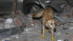 Kopuk, el perrito rescatista que se rehusó a descansar pese a tener las patitas lastimadas: salvó 5 vidas