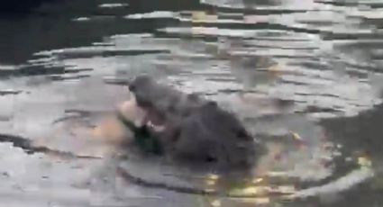 FUERTE VIDEO | Un cocodrilo captura y devora a un perrito en la Laguna del Carpintero