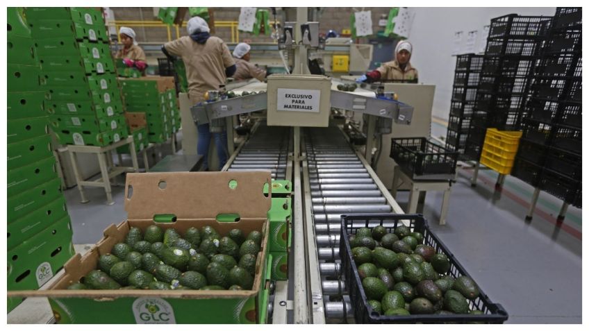 EU apoya el combate de aguacates ilegales: Ken Salazar