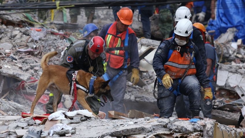 Recortes impactan a perros rescatistas que requieren comida especial: los alimentan con marcas comerciales