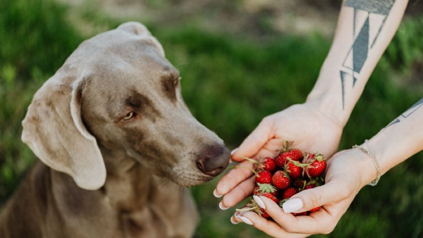 Perros: 4 frutas que sí pueden comer tus mascotas