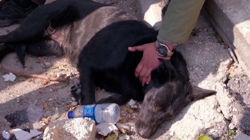 VIDEO | La conmovedora historia de la perrita que espera rescaten a su dueña atrapada entre los escombros en Turquía