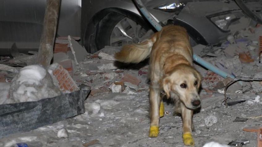 Kopuk, el perrito rescatista que se rehusó a descansar pese a tener las patitas lastimadas: salvó 5 vidas