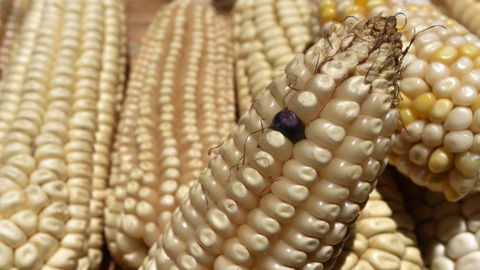 La decisión se tomó pensando en la salud y cuidado del medioambiente.