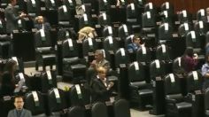 VIDEO | Diputados rinden un minuto de aplausos a "Proteo", el perrito rescatista que murió en Turquía