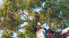 Triste San Valentín: Antonio trepó un árbol para atentar contra su vida y policía de Tamaulipas frustró tragedia