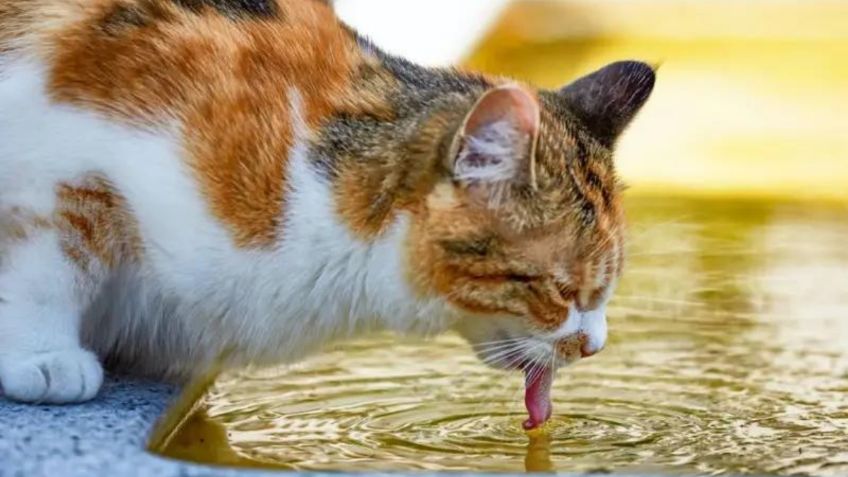 Expertos enlistan los daños que el cambio climático provoca en perros y gatos