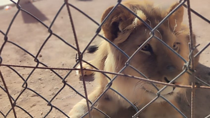 Aseguran un león encerrado en un Yonke